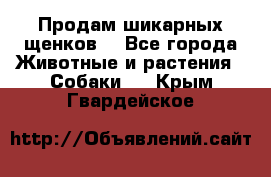 Продам шикарных щенков  - Все города Животные и растения » Собаки   . Крым,Гвардейское